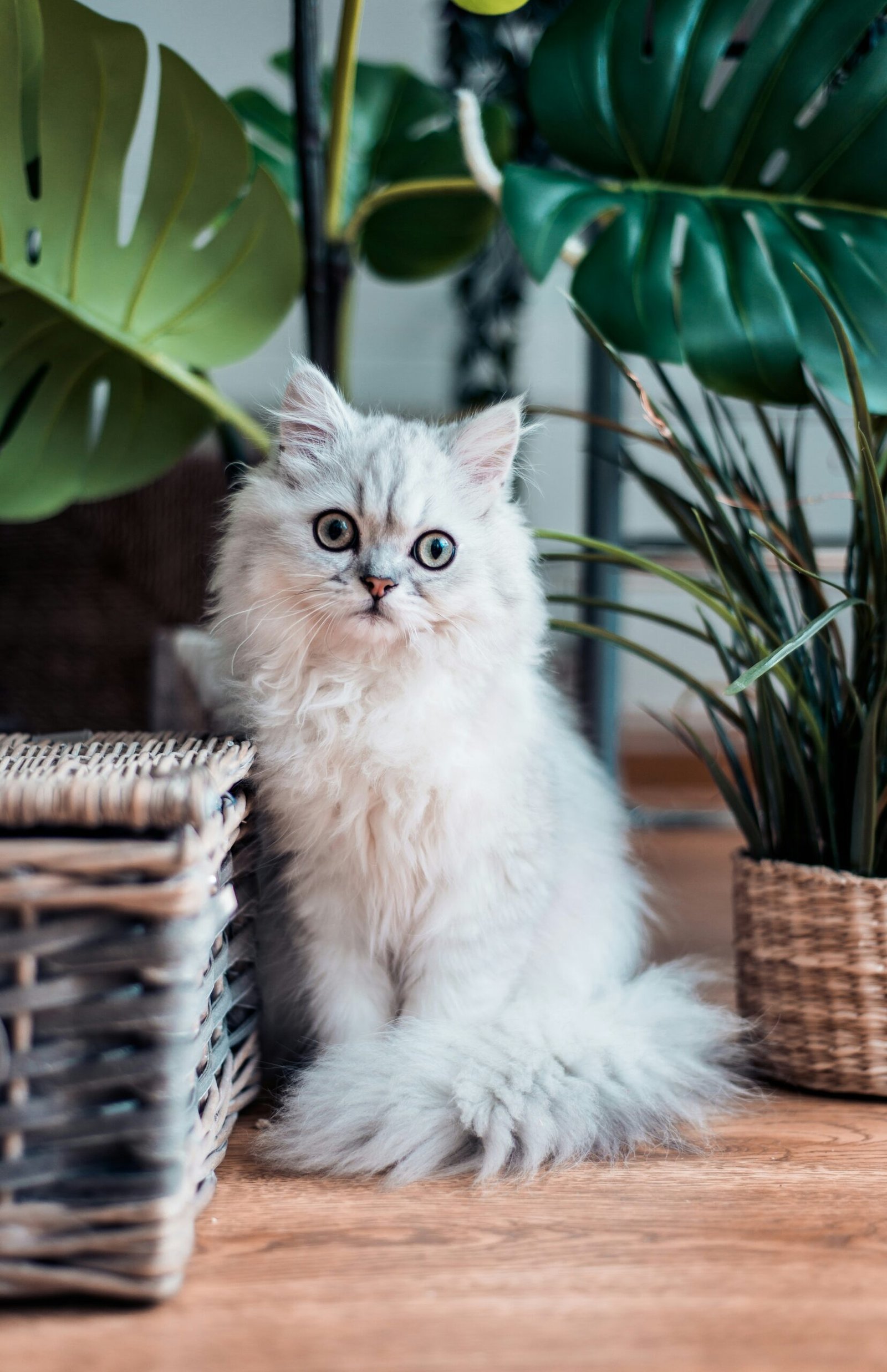 siberian cat