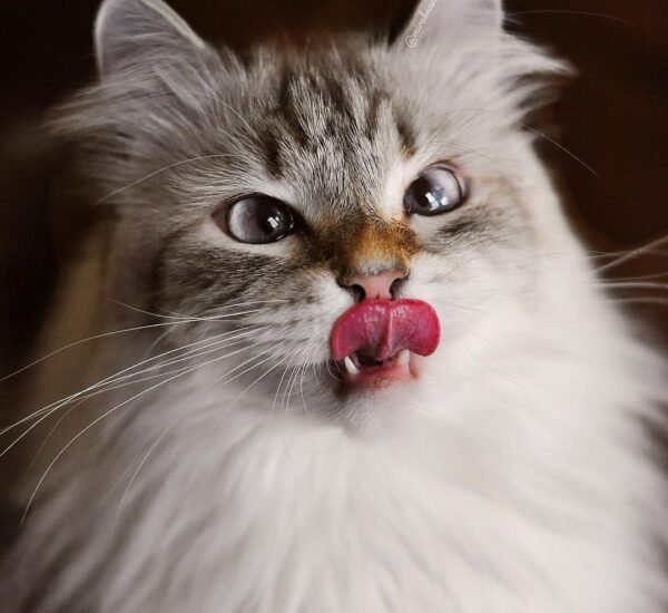 Mirabeau siberian cat